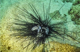 Tìm ra nguyên nhân nhím biển chết hàng loạt, đe dọa rạn san hô toàn cầu