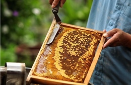 Hoa Kỳ công bố kết luận sơ bộ rà soát thuế chống bán phá giá mật ong Việt Nam