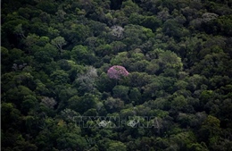 Rừng nhiệt đới không còn là ‘đồng minh’ chống biến đổi khí hậu