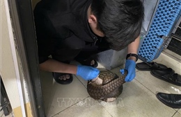 Vườn quốc gia Cúc Phương cứu hộ khẩn cấp 12 cá thể tê tê Java