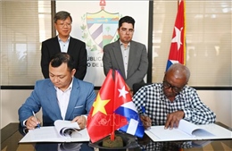 Doanh nghiệp Việt Nam đầu tư trồng điều ở Cuba