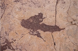 Lộ diện công trình sưu tầm dấu chân khủng long lớn nhất thế giới