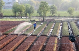 Làng hoa truyền thống Phù Vân tất bật chuẩn bị vụ Tết