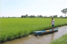 Cà Mau được mùa lúa trên đất tôm