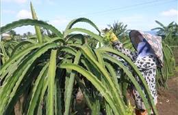 Thanh long nghịch vụ giá cao gấp 4 lần