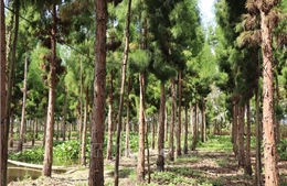 Giám định loài và nguồn gốc cây thủy tùng được ghép ở Cần Thơ