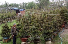 Vượt bão lũ lịch sử, mai vàng Nhơn An giữ sắc xuân cho thị trường Tết