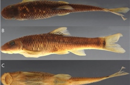 Cá và ong Việt Nam nằm trong số 70 loài sinh vật mới của năm 2025