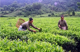 Bộ Công Thương hỗ trợ gần 500 container chè ách tắc tại cảng Karachi (Pakistan)