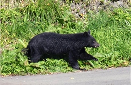 Giải mã quá trình 'thuần hóa' âm thầm ở động vật hoang dã