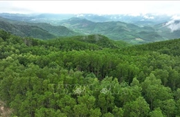 Dư địa phát triển kinh tế xanh từ tín chỉ carbon rừng