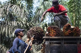 Dầu cọ thắng thế trong thỏa thuận Mỹ - Indonesia