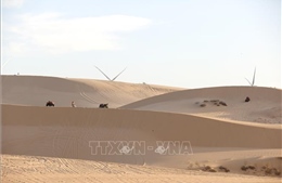 Đồi cát trắng, hoa keo lá tràm hút khách trong kỳ nghỉ Tết Dương lịch