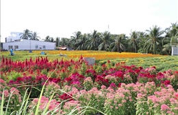 Mưa trái mùa ảnh hưởng đến hoa cảnh dịp Tết Nguyên đán