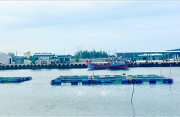 Ngăn chặn lồng bè nuôi thủy sản ‘nở rộ’ trong cảng nước sâu Dung Quất