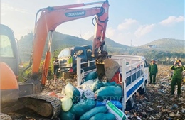 Phát hiện, tiêu hủy 1,3 tấn nội tạng động vật không rõ nguồn gốc