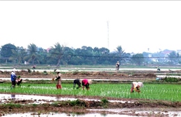 Hơn 259.000 ha vụ Đông Xuân đã đủ nước gieo cấy
