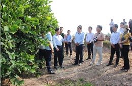 Phát huy tối đa tiềm năng hệ sinh thái du lịch bản địa Cù Lao Dung