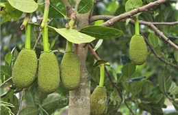 Tìm ra tác nhân gây bệnh nguy hiểm trên cây mít