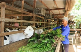 Tăng phòng, chống dịch bệnh trên đàn vật nuôi dịp trước Tết