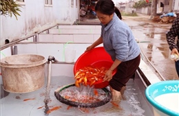 Làng cá chép đỏ Thủy Trầm nhộn nhịp trước ngày ông Công, ông Táo