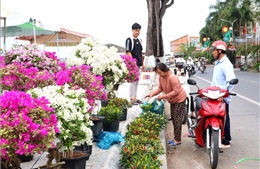 Không bắt buộc có giấy xác nhận khi vận chuyển hoa, kiểng bán Tết