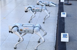 World Cup 2026: Triển khai ‘chó robot’ hỗ trợ an ninh