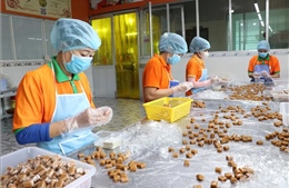 Đặc sản dừa sáp 'cháy hàng', sản lượng tăng mạnh dịp Tết