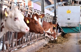 Trung Quốc sắp áp thuế chống trợ cấp đối với một số sản phẩm bơ sữa của EU