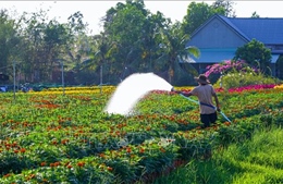 Sắc Xuân tràn ngập, thị trường hoa Tết Tây Ninh khởi sắc