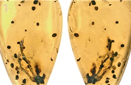 ‘Viên nang thời gian’ 99 triệu năm hé lộ nguồn gốc của bệnh u xương