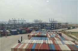 Trung Quốc áp thuế chống bán phá giá đối với hạt cải dầu Canada