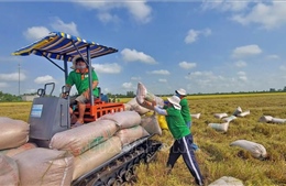 Xuất khẩu gạo tăng 5% về lượng, giá bình quân giảm mạnh