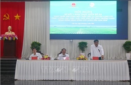 Đưa sản xuất lúa gạo theo hướng xanh, sạch, chất lượng bền vững