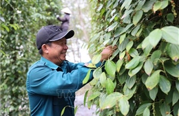 Hồ tiêu được giá, nông dân kỳ vọng vụ mùa bội thu
