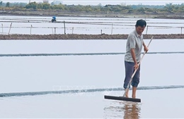 Hơn 1.500 ha muối bị thiệt hại, diêm dân Cà Mau gấp rút khôi phục sản xuất
