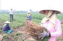 Cây dược liệu bạc tỷ ở vùng quê Hưng Hà