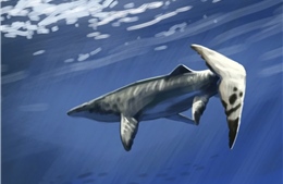 Lộ diện loài ‘sát thủ đại dương’ dài hơn 9 mét từ cuối Kỷ Phấn Trắng