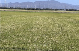 Vụ lúa Đông Xuân sớm ở Khánh Hòa nguy cơ thất thu lớn