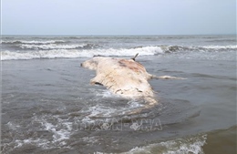 Phát hiện xác cá voi gần 7 tấn trôi dạt vào bờ biển Nghệ An