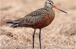 Loài chim bay 11.000 km không nghỉ đối mặt nguy cơ tuyệt chủng
