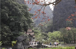 Rực rỡ sắc đỏ hoa gạo trên vùng đất Cố đô Hoa Lư