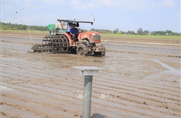 Đề án 1 triệu ha lúa: Hiệu quả bước đầu từ thực tiễn đồng ruộng