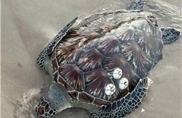Nhiều loài sinh vật biển quý hiếm liên tiếp dạt vào bờ biển Lâm Đồng