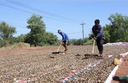 Ngành điều Việt Nam trước thách thức nguồn nguyên liệu