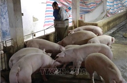 Siết chặt kiểm soát cơ sở giết mổ động vật