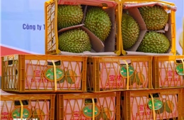 Quảng Tây (Trung Quốc) tăng tốc thông quan trái cây ASEAN