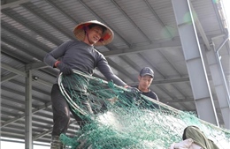 Ngư dân kiên trì bám biển trước áp lực giá nhiên liệu tăng