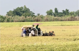 An Giang mở rộng diện tích canh tác lúa chất lượng cao vụ Hè Thu