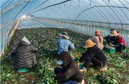 Phát hiện nhiều vi phạm nghiêm trọng đối với lao động nước ngoài tại Hàn Quốc